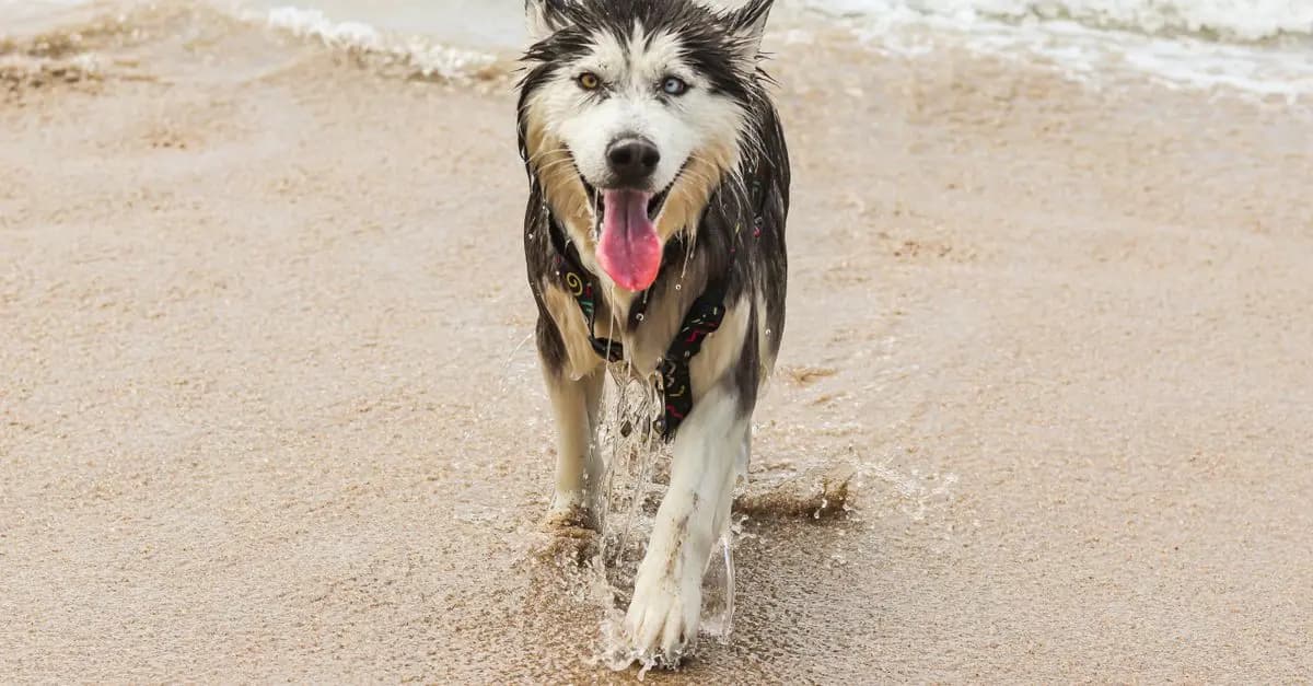 Pet-Friendly Travel: Tips for Stress-Free Trips