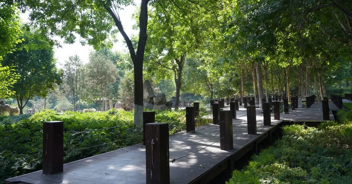 The Healing Power of Nature Walks