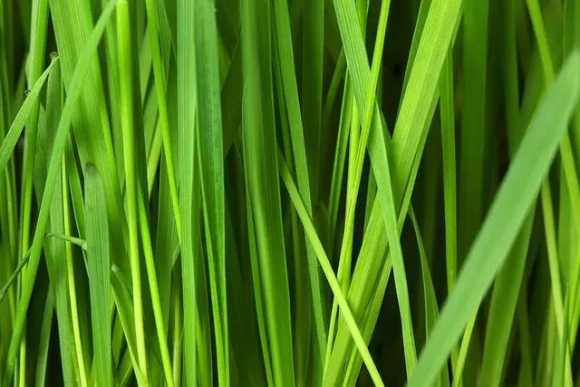 The Rise of Eco-Conscious Leisure Activities