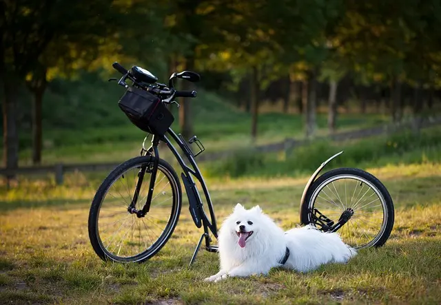 Understanding the Rise of Slow Leisure Activities