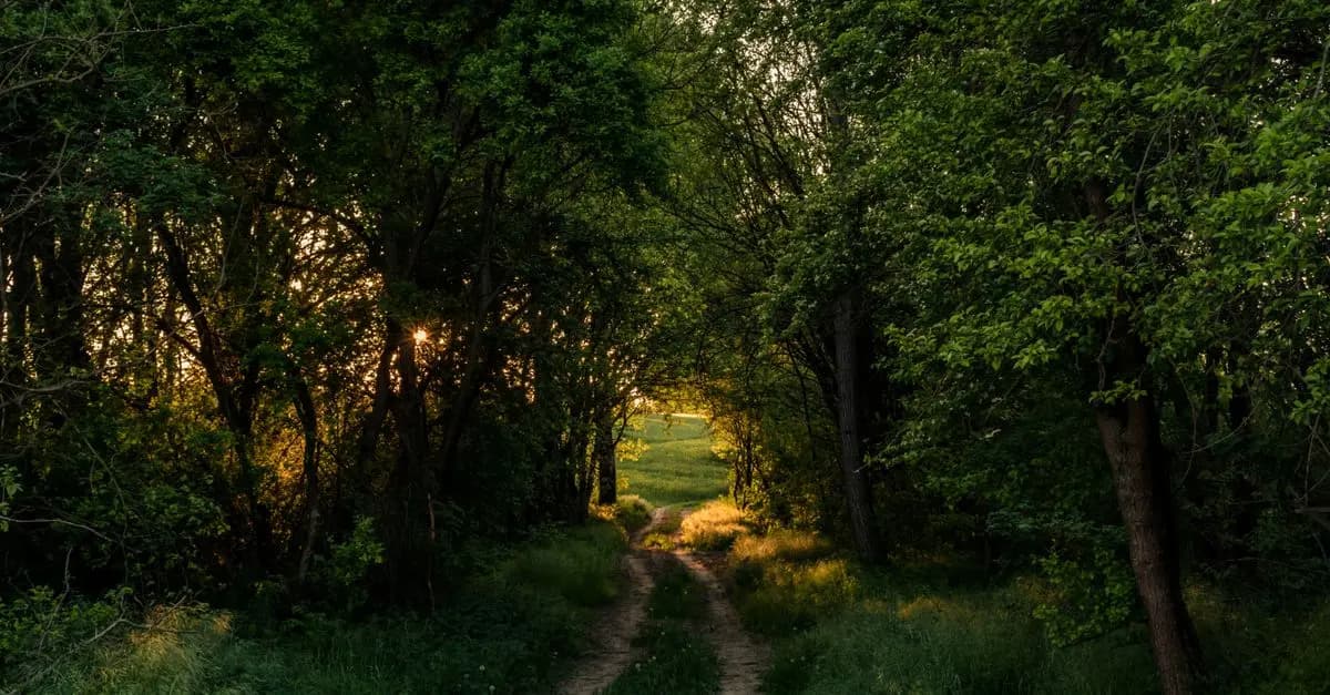 10 Creative Ways to Unplug and Reconnect with Nature