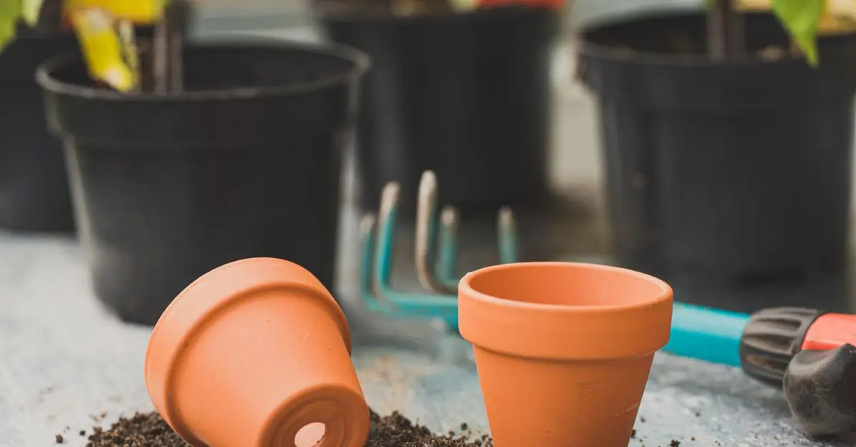 Urban Gardening: How to Start from Scratch