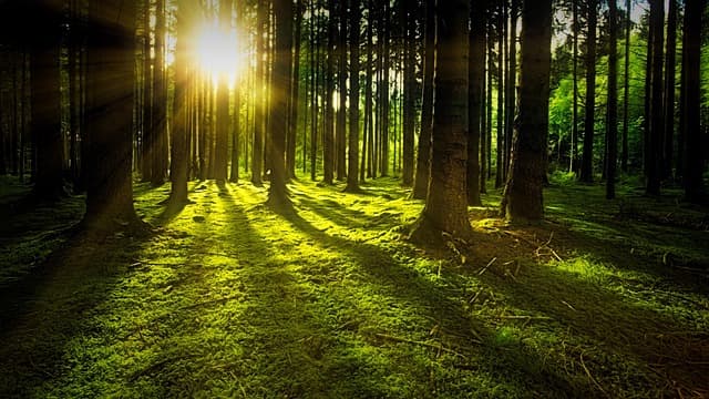 Embracing Nature in Leisure Lifestyle Trends